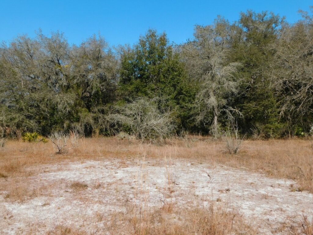 Land for Sale in St Augustine, FL: A 2026 Buyers Guide - DJ & Lindsey Real Estate