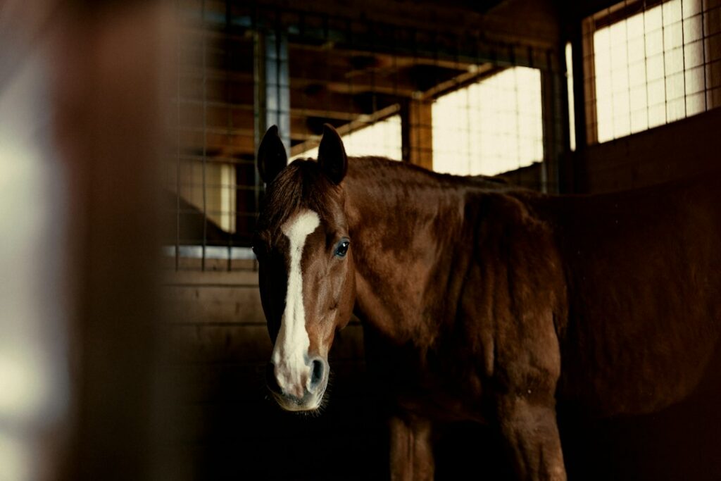 Wellington FL equestrian homes with barn and paddocks - DJ & Lindsey Real Estate